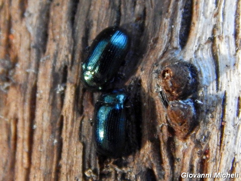 Phratora vitellinae aut laticollis, Chrysomelidae